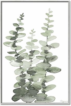 Picture of Eucalyptus Growing I