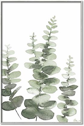 Picture of Eucalyptus Growing II 