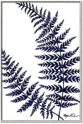 Picture of Fern on white  II