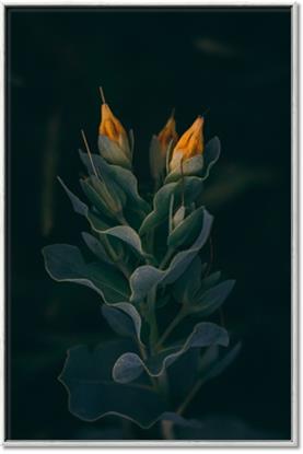 Picture of Tropical Bliss