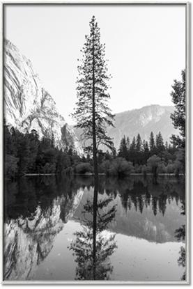 Picture of Reflected