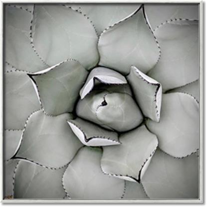 Picture of Eye of the Succulent