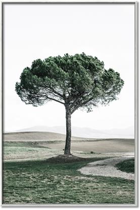 Picture of The Only Tree