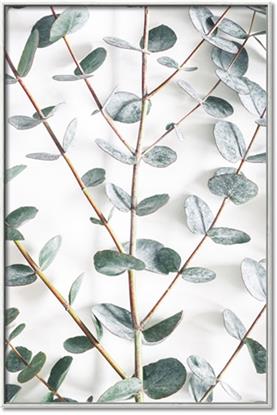 Picture of Eucalyptus Vine