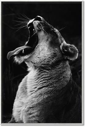 Picture of Yawning lion