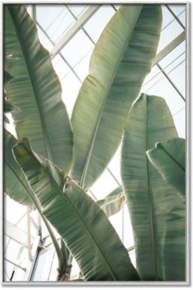 Picture of Banana Plant