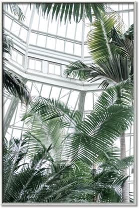 Picture of Tropical Greenhouse ll