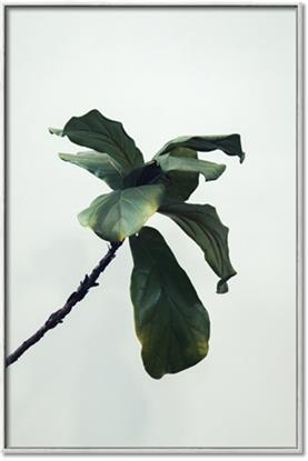 Picture of Green Sprout white