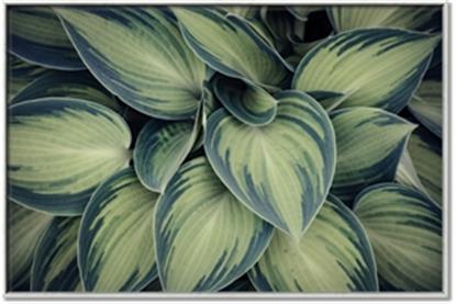 Picture of Chinese Evergreen