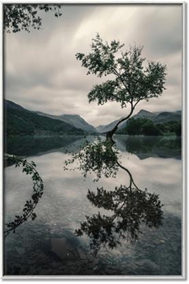 Picture of Tree Reflection