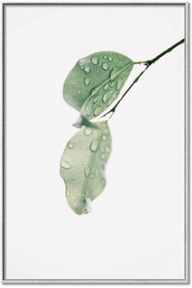 Picture of Dewey leaves