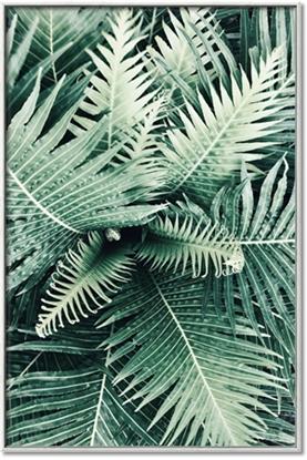 Picture of Green Ferns