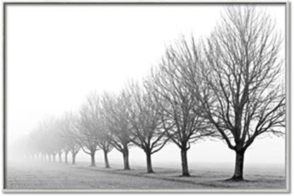 Picture of Lined Up Trees