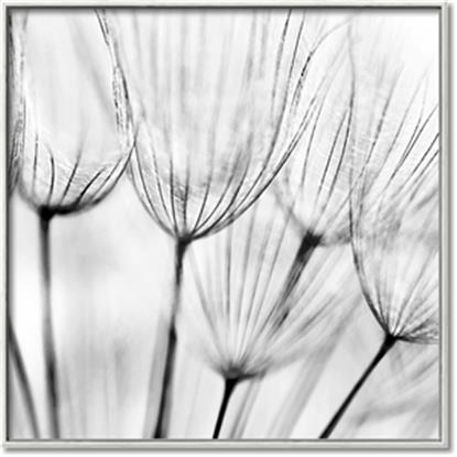 Picture of B&W Flowers end