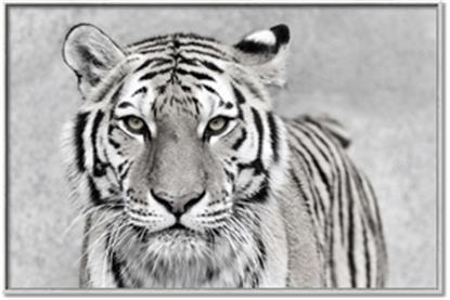 Picture of Big Tiger