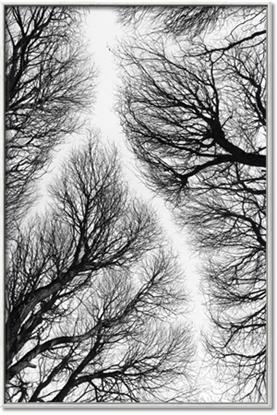 Picture of Web of Trees