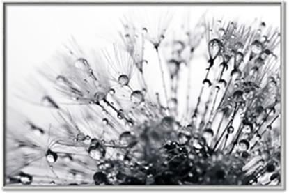 Picture of Dandilion bliss