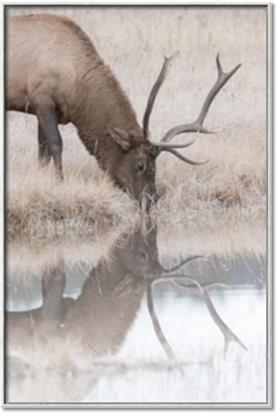 Picture of Elk in the Wild