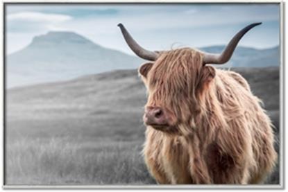 Picture of Furry highland cow