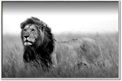 Picture of The Lion King