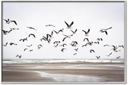 Picture of Seagulls flying on a rainy day