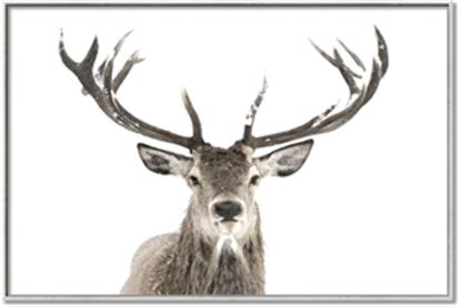 Picture of Deer Antler