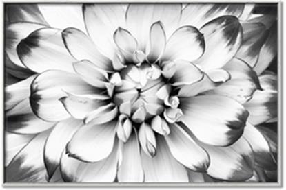 Picture of Black and White Flower