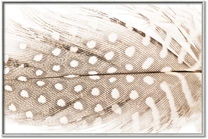 Picture of Spotted Feather
