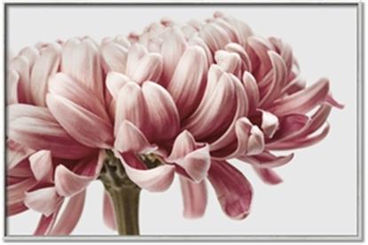 Picture of Flower isolated