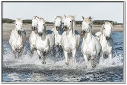 Picture of White Horses