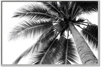 Picture of Black Palm