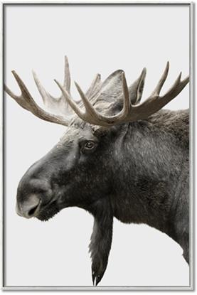 Picture of Moose