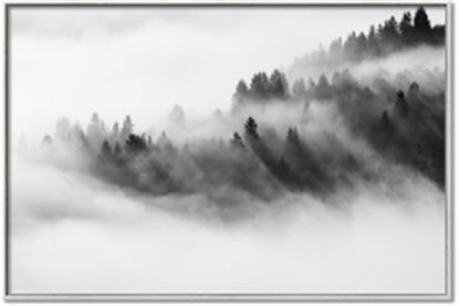 Picture of Mystic foggy forest