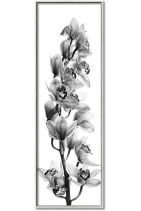 Picture of Orchid Flowers II