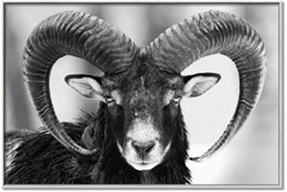 Picture of The Ram