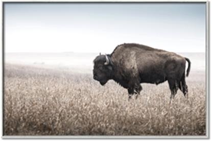 Picture of Bison Field