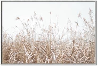 Picture of Grassy Field