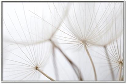 Picture of Close up dandelions