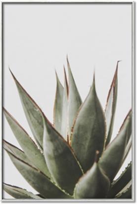 Picture of Cactus Succulent