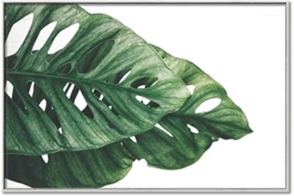 Picture of Through the Leaves