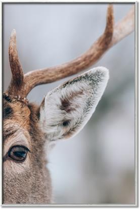 Picture of Eye of the Deer