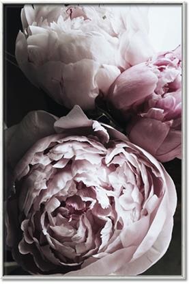 Picture of Blush Bloom