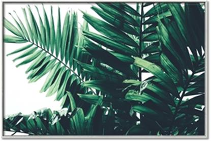 Picture of Fern Garden