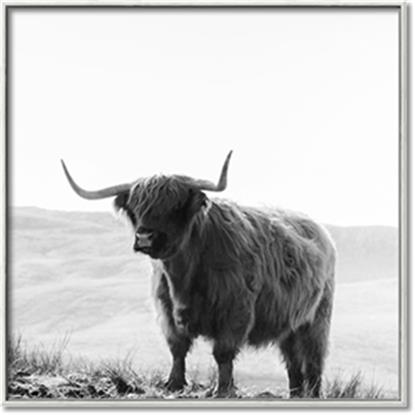 Picture of Scottish Fields Highland B&W