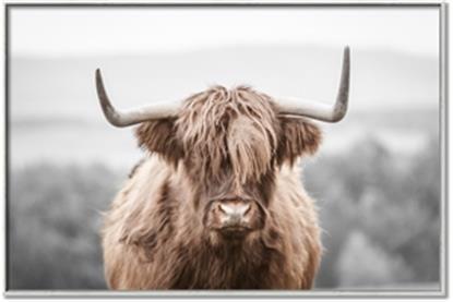 Picture of Hairy Brown