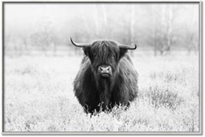 Picture of Hiding in the Grass