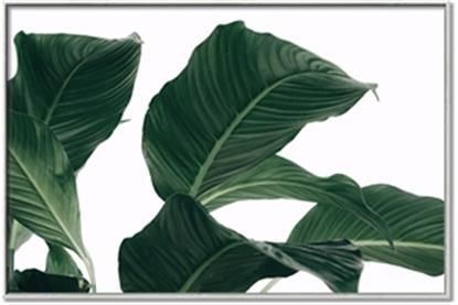 Picture of Plant Bliss