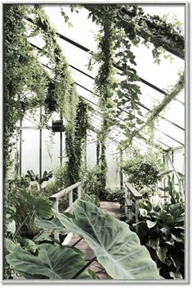 Picture of Greenhouse Serenity