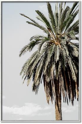 Picture of Canary Palm