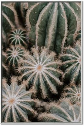 Picture of Cactus Zone